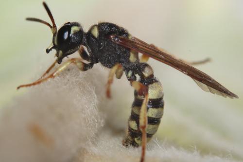 Réf. 245 526 : Cerceris flavilabris